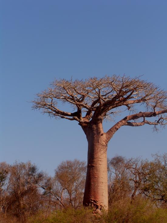 Madagascar Morondava et sa région