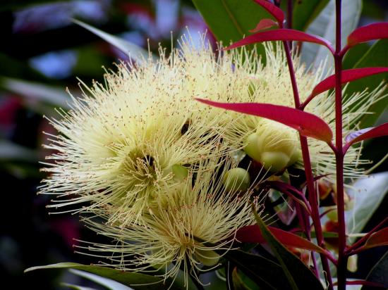 Madagascar Antsirabe