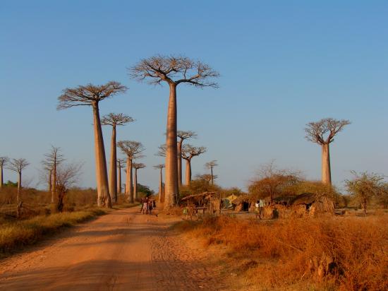 Madagascar Morondava et sa région