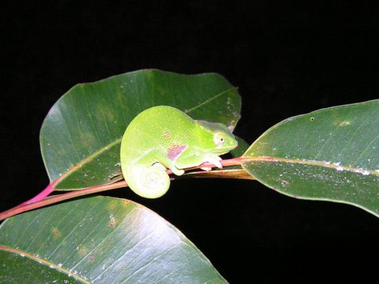 Madagascar Antsirabe