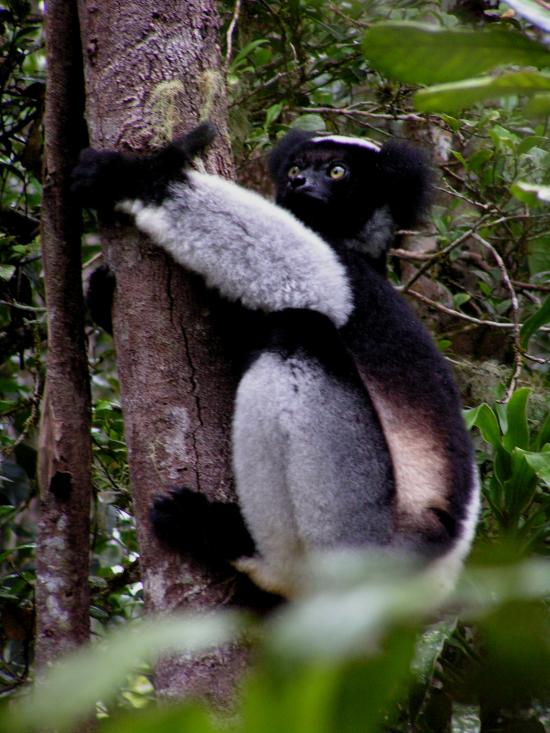 Madagascar Antsirabe