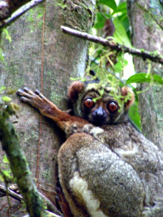 Madagascar Antsirabe