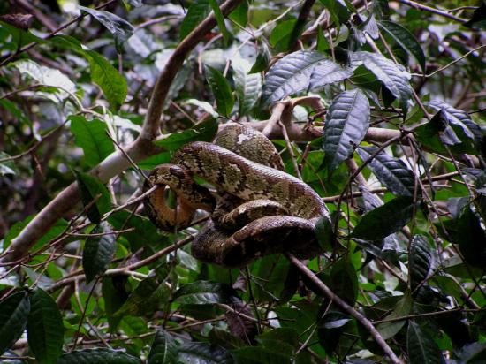 Madagascar Antsirabe