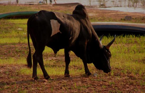 Madagascar  La vie Malgache