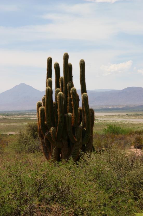 argentine autour de Salta