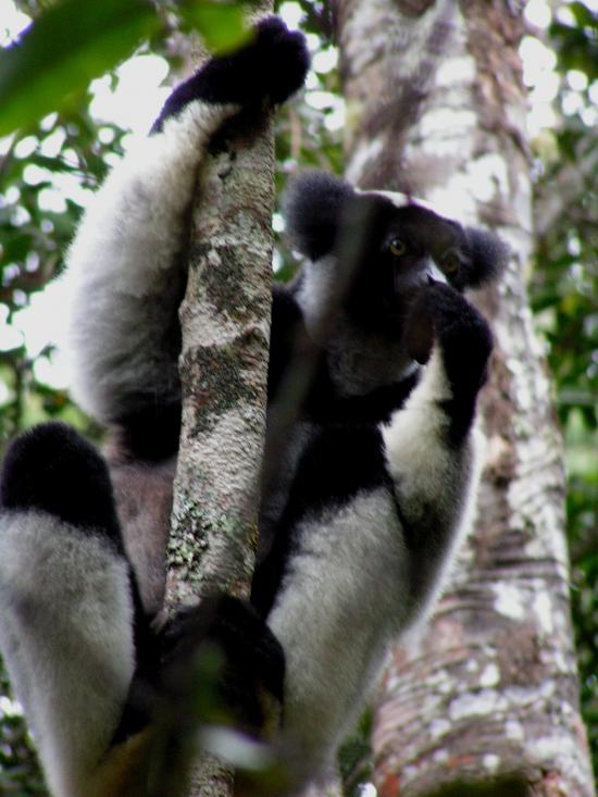 Madagascar Antsirabe