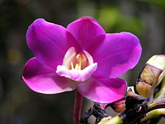 Madagascar Antsirabe