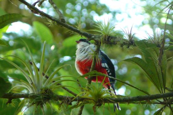 L'OISEAU EMBLEME DE CUBA
